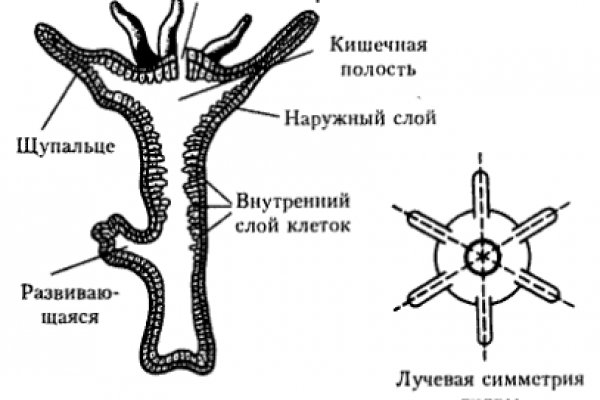 Кракен это современный даркнет